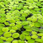 Huge Portion Salvinia Minima Water Spangles Live Floating Aquarium Plant Live Awesome Aquatic