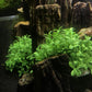 BEGONDIS Aquarium Decorations Fish Tank Artificial Green Water Plants Made of Soft Plastic, Safe for All Fish & Pets (Style-3)