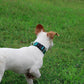 Mikivery Nylon Dog Collar with Quick Release Buckle Soft Adjustable Sturdy for Small Medium Large Dogs Teal,M