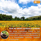 FRESHDRINKUS Premium 100% Natural Calendula Flower Tea Bags, 135 Count, Herbal Tea, Caffeine Free, Sugar Free, Gluten Free, Vegan