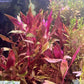Live Aquarium Red Stem Plants - Freshwater Aquatic Plant for Fish Tanks, Aquascaping - (Alternanthera Reineckii Rosanervig, 1 Bunch)