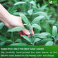 FreshDrinkUS, Premium 35 Sage Leaf Tea Bags, 100% Natural & Pure from Sage Leaves. Loose Leaf Sage Herbal Tea. Made with Natural Material Tea Bags. No Sugar, No Caffeine, No Gluten, Vegan.