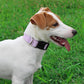 Mikivery Nylon Dog Collar with Quick Release Buckle Soft Adjustable Sturdy for Small Medium Large Dogs Violet,M