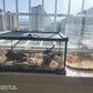 Mini Reptile Glass Terrarium Tank, cage for Tarantula Sling Geckos, Frog, Lizards, Chameleons,Turtles Snake Snail Insect Hermit Crab Isopods Reptiles Enclosure (12x8x6inch)