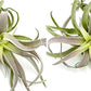 Air Plants - Tillandsia Cacticola, Jumbo 6-9" - 2ct - Live Arrival Guaranteed - House Plants for Home Decor & Gift