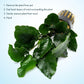 Live Jungle Plants - Anubias Emerald Bloom (Anubias barteri) - Compact Epiphytic Rhizome Plant for Midground Freshwater Aquascapes, Emerald Green Accent - Pot