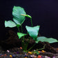 30+ Stems - 8 Species - - Anacharis, Amazon, Rotala, Ludwigia and More!