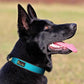 Plutus Pet Tactical Dog Collar, Reflective, Adjustable Heavy Duty Dog Collar, Soft Padded and Comfortable, for Small Medium and Large Dogs (Cyan, S)