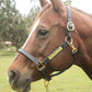 Leather Halter for Horses with Customized Engraved Name Plate Option Halter for Horse | Brown/Brass, Padded Halter (Blue or Green) Black/Brass, Black/Chrome Options