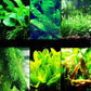 30+ Stems Package Starter Beginner Set Live Aquarium Plants Java Moss, Micro Sword, Rosette Amazon Sword, Anubias, Java Fern and More by Mainam