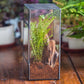NCYP Glass Terrarium with Door and Mesh for Small Insects - 5.1 x 3.9 x 9 Inches Rectangle Reptile Habitat, Black - Modern Home Tabletop Decor (Terrarium Only)