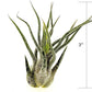 Air Plants - Tillandsia Pruinosa, Large 3-5" - 1ct - Live Arrival Guaranteed - House Plants for Home Decor & Gift