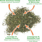 Meowijuana Catnibas Catnip Pawty Mix with Lemongrass Jar | Value Bulk Jar | Premium High Potency Catnip | Premium Hand Harvested North American Catnip | 60g