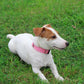 Mikivery Nylon Dog Collar with Quick Release Buckle Soft Adjustable Sturdy for Small Medium Large Dogs Pink,M