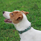 Mikivery Nylon Dog Collar with Quick Release Buckle Soft Adjustable Sturdy for Small Medium Large Dogs Emerald,M