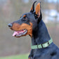 Dogline Biothane Waterproof Dog Collar Strong Coated Nylon Webbing with Black Hardware Odor- Proof for Easy Care Easy to Clean High Performance Fits Small Medium or Large Dogs, Sage Green
