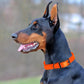 Dogline Biothane Waterproof Dog Collar Strong Coated Nylon Webbing with Black Hardware Odor- Proof for Easy Care Easy to Clean High Performance Fits Small Medium or Large Dogs, Hunter Orange