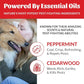 Skout's Honor Flea and Tick Shampoo for Dogs - Natural Peppermint & Cedarwood Formula, Helps to Protect from and Against Fleas, Ticks, and Mosquitos, 16 oz