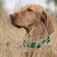 Dogline Biothane Waterproof Dog Collar Strong Coated Nylon Webbing with Black Hardware Odor- Proof for Easy Care Easy to Clean High Performance Fits Small Medium or Large Dogs, Hunter Green