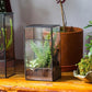 NCYP Glass Terrarium with Door and Mesh for Small Insects - 5.1 x 3.9 x 9 Inches Rectangle Reptile Habitat, Black - Modern Home Tabletop Decor (Terrarium Only)