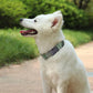 PET ARTIST Soft Cotton Dog Collars for Medium Dogs in Stylish Green, Simple Dog Collar with Quick Release Metal Buckle & D Ring, M Size (13-21")