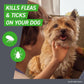 FRONTLINE Plus for Dogs Flea and Tick Treatment (Extra Large Dog, 89-132 lbs.) 6 Doses (Red Box)
