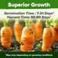 HOME GROWN 𝗨𝗦𝗔 𝗣𝗥𝗘𝗠𝗜𝗨𝗠 Rainbow Carrot Seeds – 2500+ Heirloom Seeds (10 Varieties) – High Germination, 𝗡𝗢𝗡-𝗚𝗠𝗢 Vegetable Seeds for Planting Indoors or Outdoor Home Garden