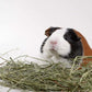 High Desert 2nd Cutting Timothy Grass Hay for Rabbits, Guinea Pigs, Chinchillas & Small Pets – Premium Hand-Packed Natural Hay, High-Fiber, Additive-Free, Grown in USA – 8 lb Box