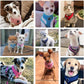 BINGPET Dog Vest Harness -Light Weight Breathable Sports Mesh - Pet Adjustable Harness Puppy Padded Harnesses Dog Vest Harness for Small Dogs