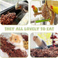 Fhiny Millet Spray for Birds, 6 PCS Natural Sun-Dried Red Sorghum Grain for Birds Seed Original Parrot Treats & Supplement Parakeet Food for Cockatiels Lovebirds Finches Budgies Pigeons Hamsters