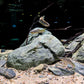 Aquarium Stone Green River Rock 40LB Rocks aquascaping Fish Tank Decor Rocks for Aquariums Fairy Gardens Model Railroads Dioramas Wargaming Mosaic Art（4-10inch / 7PCS）