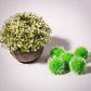 VAPKER 30 Pcs Cat Ball Toys Sparkle Balls Extra Large 2 Inch Cat's Favorite Chase Glitter Ball Glitter Tinsel Pom Poms Balls Green Color