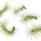 Air Plants - Tillandsia Funckiana, Large 5" - 5ct - Live Arrival Guaranteed - House Plants for Home Decor & Gift