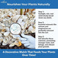 Natural Organic Sea Shell Mulch for Gardens and Landscaping – Decorative and Nutrient-Rich, 0.5–3-Inch Shells, Perfect for Indoor and Outdoor Use (0.3 CF - 8 L - 9 QTS)