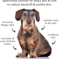 Pride and Groom The Sensitive One Box Set – Dog Shampoo & Conditioner with All Natural Blend of Essential Oils & Ingredients to Soothe, Nourish & Untangle for Long Lasting Shine & Manageability – 32oz