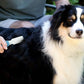 Pet Mat Remover Easily removes Mats Professionally from your DOGS & CATS and Straightens Tuft & Knotted Pet hair. Extremely Gentle on pets, works on Sensitive Skin too! Blue