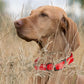 Dogline Biothane Waterproof Dog Collar Strong Coated Nylon Webbing with Black Hardware Odor- Proof for Easy Care Easy to Clean High Performance Fits Small Medium or Large Dogs, Cherry Red