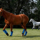 Warrior Fly Boots for Horses - Breathable Mesh Horse Boots for Fly Protection & Leg Comfort - Set of 4 (Trojan Warrior, Neon Orange)