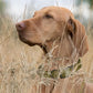 Dogline Biothane Waterproof Dog Collar Strong Coated Nylon Webbing with Black Hardware Odor- Proof for Easy Care Easy to Clean High Performance Fits Small Medium or Large Dogs, Olive Drab Green