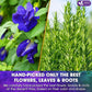 FreshDrinkUS, Clarity Calm Butterfly Pea Flower Tea – 60 Tea Bags Herbal Blend of Butterfly Pea Flower, Rosemary, Moringa, Lemongrass & Licorice Root – Caffeine-Free. Sugar-Free. Gluten-Free. Vegan