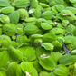 Salvinia Minima 50 + Leaves Live Floating Pond Aquarium Plant Freshwater Tanks Ponds Aquascapes Water Gardens Natural Water Filtration Purifier Easy Care Fast Growing Natural Shade Cover Betta Shrimp