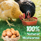 Mealworms Chicken Treats 2 Lbs with Handle Packing, High-Protein Promote Egg Production, Natural Chicken Feed for Laying Hens Wild Birds Ducks