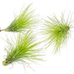 Air Plants - Tillandsia Andreana, Large 4-6" - 3ct - Live Arrival Gauranteed - House Plants for Home Decor & Gift