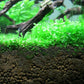 Foreground Potted Live Aquarium Plants | Freshwater Aquatic Plants for Aquariums (Potted Monte Carlo, 3 Pack)