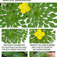 Ludwigia Sedioides Live Mosaic Plant for Ponds Aquariums Unique Floating Lily Like Rosette Leaves Aquatic Plant for Water Gardens Aquatic Koi Ponds Aquascaping Yellow Flowering Awesome Aquatic