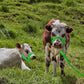 Hillban Cow Halter Cattle Halters Adjustable Calf Halter with Leading Rope for Miniature Horse Donkey Goat Foal Nylon Cattle Training Supplies