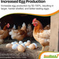 SeaBuck 7 Chicken & Bird Supplement with Sea Buckthorn to Improve Egg Quality (1-Month Supply for 20 Chickens) – Earlier Laying, Egg Production Booster & Higher Quality Eggs