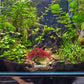 BESTOYARD Fish Tank Decor Artificial Plastic Bonsai Tree, Red Aquarium Ornament for Fish Tanks, 11.81 X 9.05 X 3.93 Inches