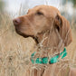Dogline Biothane Waterproof Dog Collar Strong Coated Nylon Webbing with Black Hardware Odor- Proof for Easy Care Easy to Clean High Performance Fits Small Medium or Large Dogs, Teal