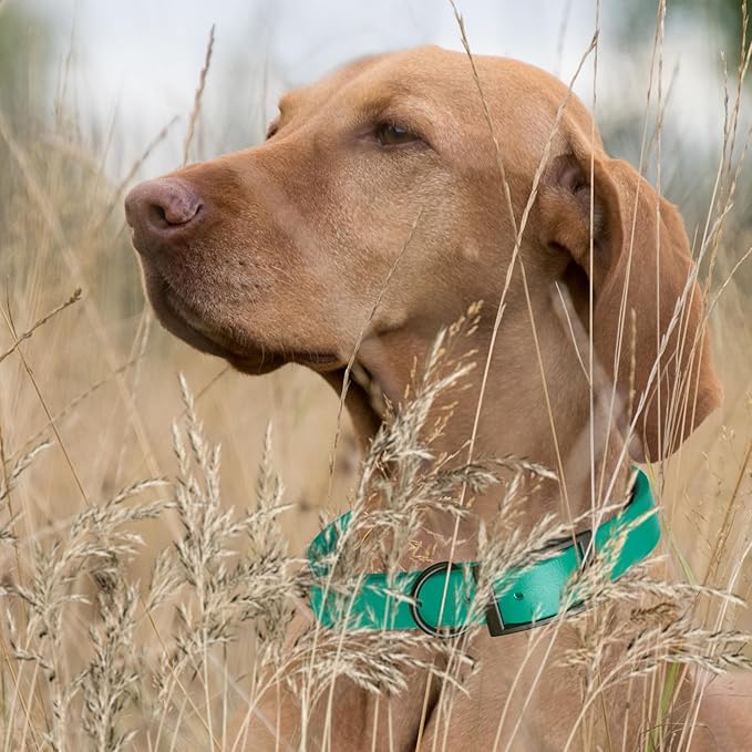 Dogline Biothane Waterproof Dog Collar Strong Coated Nylon Webbing with Black Hardware Odor- Proof for Easy Care Easy to Clean High Performance Fits Small Medium or Large Dogs, Teal